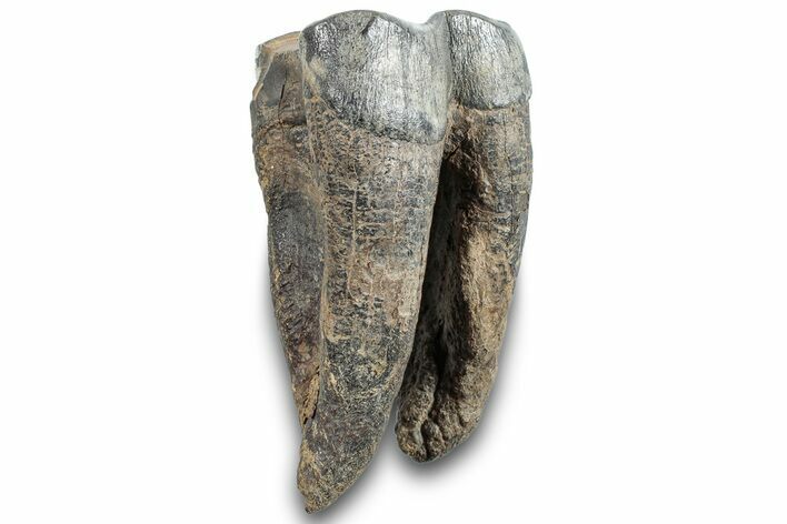 Fossil Woolly Rhino (Coelodonta) Tooth - Siberia #257847